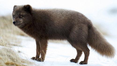 Wild Scandinavia Season 1 Episode 5 - Iceland