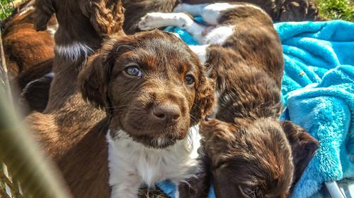 Too Cute Season 5 Episode 7 - Puppies and Prickles