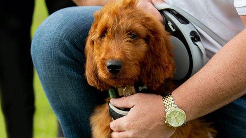 The Dog House Season 2 Episode 6 - Episode 6