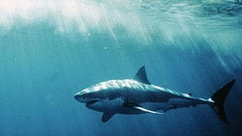 Natural World Season 22 Episode 3 - White Shark/Red Triangle