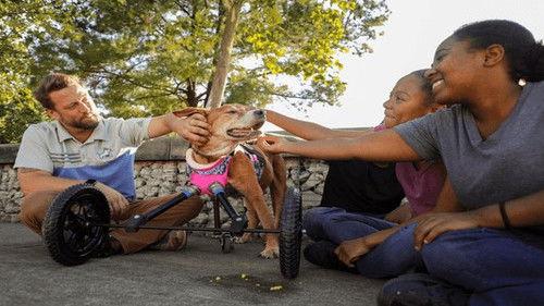 Background image for Bella