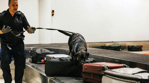 Dog Squad Season 12 Episode 8 - Episode 8