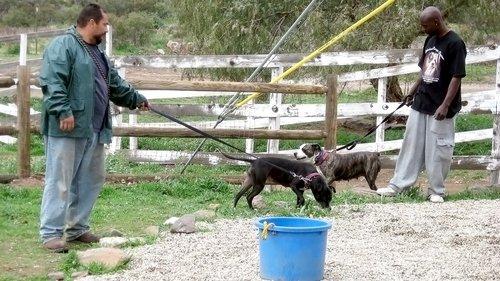 Pit Bulls and Parolees Season 1 Episode 4 - Crisis