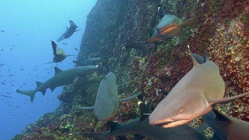 Great Blue Wild Season 1 Episode 2 - Cocos Island