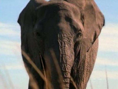 The Amazing Race Season 7 Episode 5 - I've Been Wanting a Face-Lift for a Long Time