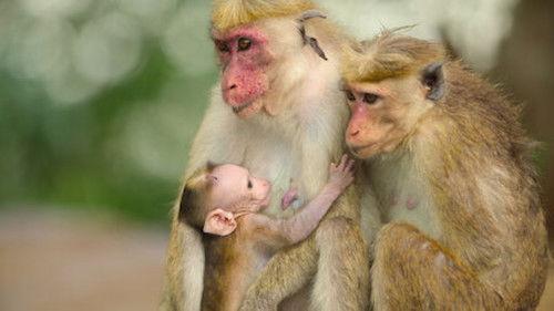 Wild Babies Season 1 Episode 6 - Finding Your Place