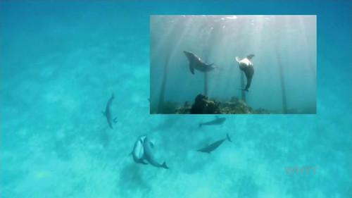 NOVA Season 41 Episode 19 - Inside Animal Minds: Who's the Smartest?