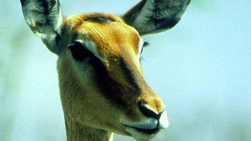 Nature Season 19 Episode 9 - Triumph of Life: The Eternal Arms Race