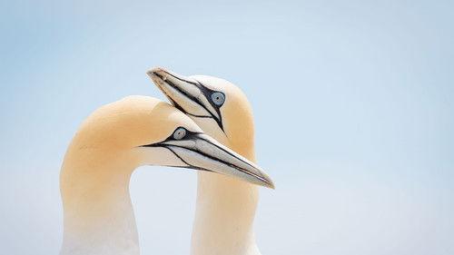 Birds Season 1 Episode 2 - Episode 2