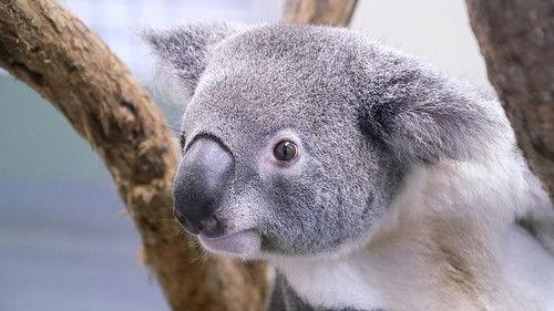 Our World Season 15 Episode 18 - Australia's Wildfire After the Fires