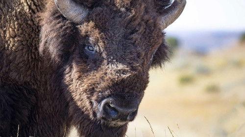 The American Buffalo Season 1 Episode 1 - Blood Memory