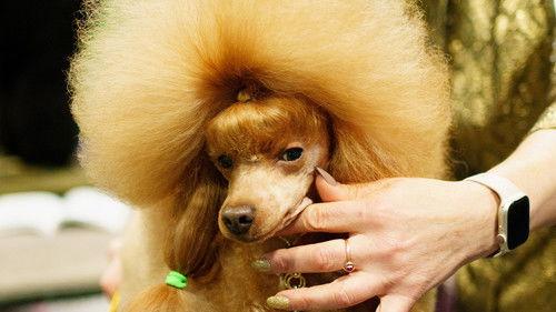 Crufts Season 15 Episode 1 - 2025 Day 1 - Part 1