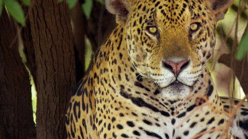 Brazil Untamed Season 1 Episode 4 - Jaguar Den