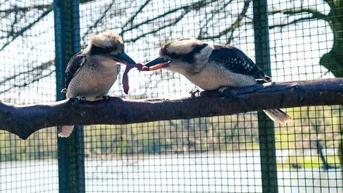 Countryfile Season 33 Episode 19 - Helen's Home Patch