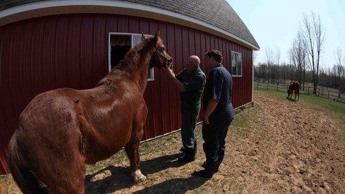 The Incredible Dr. Pol Season 2 Episode 4 - Down and Derby
