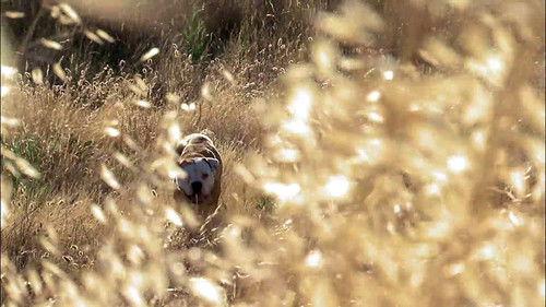 Pit Bulls and Parolees Season 3 Episode 4 - Trapped