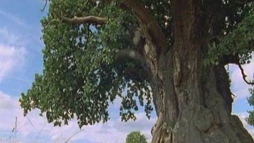 Natural World Season 18 Episode 5 - The Millennium Oak