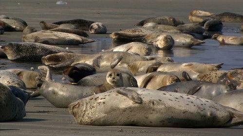 Wild Germany Season 1 Episode 2 - North Friesland