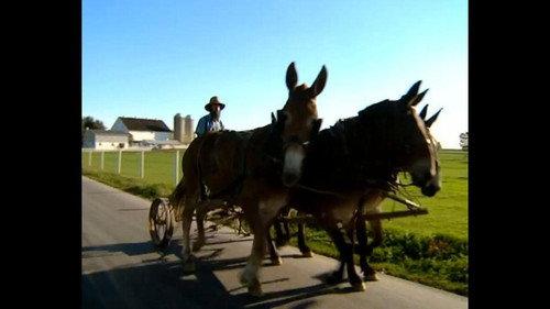 Was ist Was TV Season 1 Episode 16 - Horses