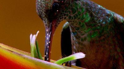 Weird Nature Season 1 Episode 5 - Puzzling Partners