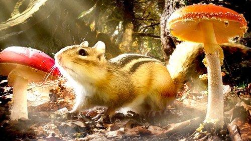 Background image for Secret Forests