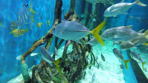 Tanked Season 4 Episode 8 - Dining with the Fishes