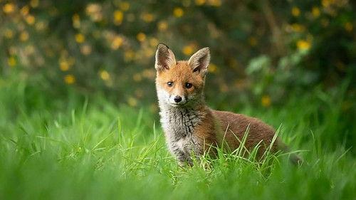 Springwatch Season 20 Episode 1 - Episode 1