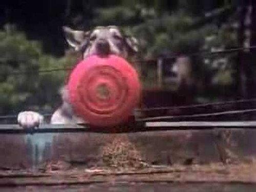 The Littlest Hobo Season 1 Episode 10 - Boy On Wheels