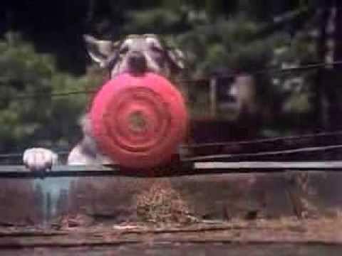 The Littlest Hobo Season 1 Episode 10 - Boy On Wheels