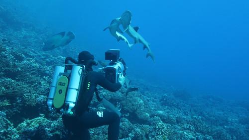 Background image for Killer Whale Island