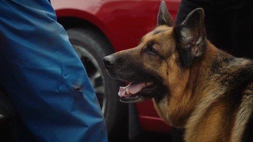 Hudson & Rex Season 6 Episode 3 - Hound & Vision