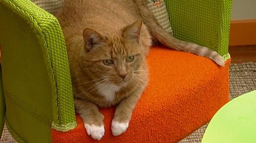 Balamory Season 4 Episode 16 - Big Cats