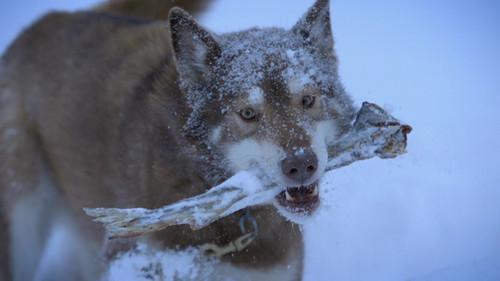 Life Below Zero Season 19 Episode 9 - Can't Change the Fear