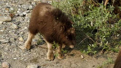 Kanadas Nationalparks Season 3 Episode 2 - Episode 2