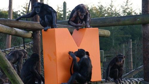 Monkey Life Season 4 Episode 6 - Episode 6