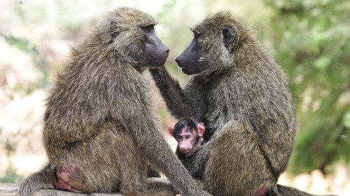 Nature Season 18 Episode 9 - Inside the Animal Mind Part Three: Animal Consciousness