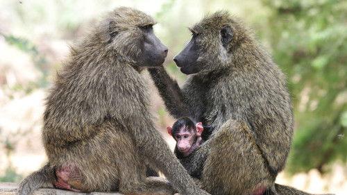 Nature Season 18 Episode 9 - Inside the Animal Mind Part Three: Animal Consciousness