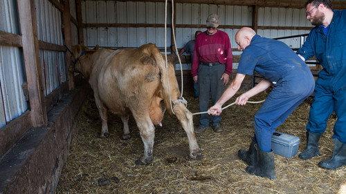 The Incredible Dr. Pol Season 5 Episode 4 - Apocalypse Cow