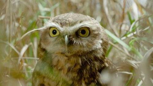 Tiny Creatures Season 1 Episode 3 - Minnesota