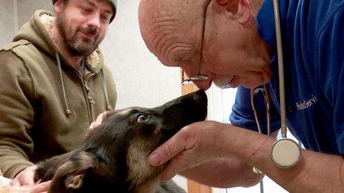 The Incredible Dr. Pol Season 10 Episode 6 - Wizard of Paws