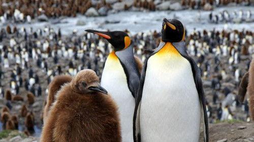 Tears of Antarctica Season 1 Episode 4 - Episode 4