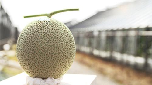 Trails to Tsukiji Season 2 Episode 14 - Muskmelon