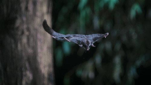 Animal Season 1 Episode 3 - Marsupials