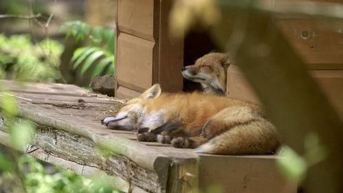 Un zoo pas comme les autres Season 1 Episode 11 - Episode 11