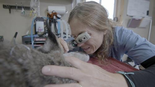 Dr. Oakley, Yukon Vet Season 9 Episode 8 - Lynx Be a Lady