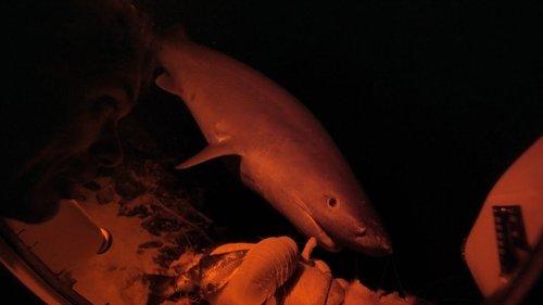 River Monsters Season 9 Episode 1 - Killers From the Abyss