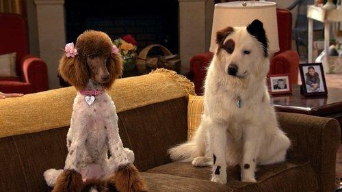 Dog with a Blog Season 3 Episode 4 - Stan Falls in Love