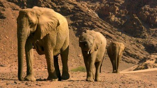 Our Planet Season 1 Episode 5 - From Deserts to Grasslands