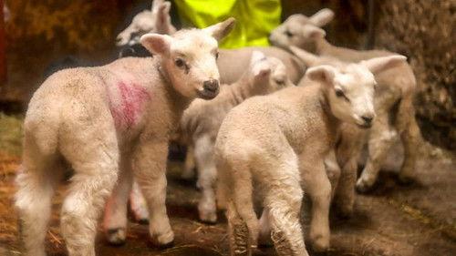 Countryfile Season 35 Episode 1 - Review of the Year