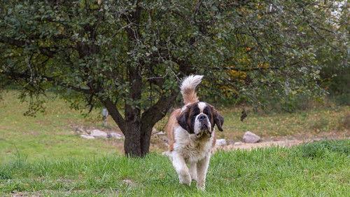 The Incredible Dr. Pol Season 10 Episode 12 - Paw & Order